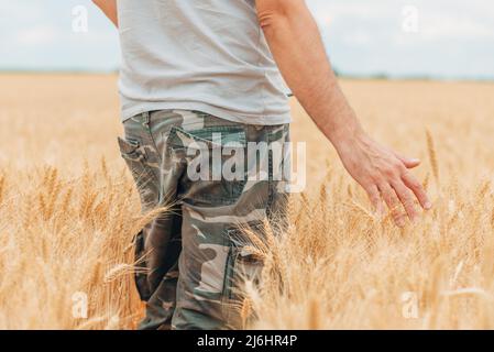 Coltivatore che controlla su raccolti maturi in campo di grano, primo piano di maschio mano toccare piante, fuoco selettivo Foto Stock