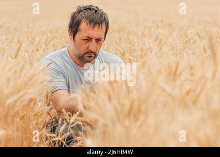 Coltivatore che controlla su raccolti di grano mature in campo prima del raccolto, fuoco selettivo Foto Stock