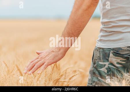Coltivatore che controlla su raccolti maturi in campo di grano, primo piano di maschio mano toccare piante, fuoco selettivo Foto Stock