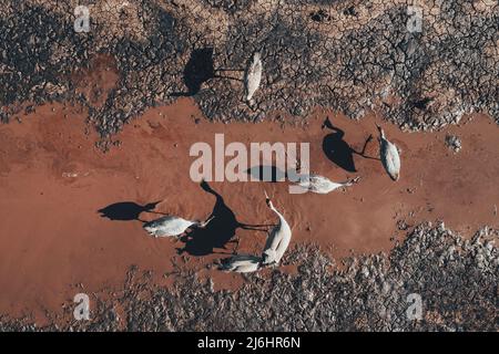 Gregge di gru comune (Grus grus) uccelli che riposano vicino al laghetto durante la migrazione in primavera, aereo fucilato dall'alto verso il basso. Gli aironi sono predatori apici in acqua Foto Stock