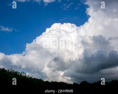 Enorme nube di pioggia, Cumulus congestus, sull'orizzonte con un contorno scuro delle cime degli alberi Foto Stock