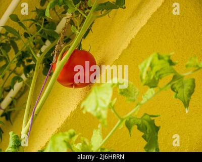 Un pomodoro rosso su un rametto vicino al muro Foto Stock