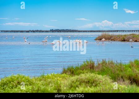 Alcuni fenicotteri nel Parc Natural del Delta del Ebro Foto Stock