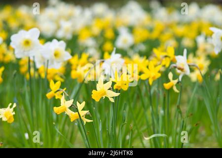 Naffodils a Pasqua su un prato. I fiori gialli bianchi brillano contro l'erba verde. I primi fioritori che annunciano la primavera. Piante foto Foto Stock