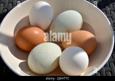 Una ciotola di uova di gallina e di anatra fresche Foto Stock