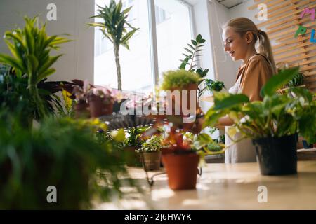 Vista ad angolo basso di attraente giardiniere femmina in grembiule annaffiatura capannoni in serra circondata da piante e vasi. Foto Stock