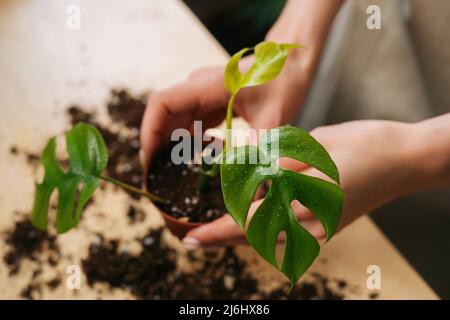 Vista dall'alto ripresa ritagliata di una giovane donna giardiniera irriconoscibile in grembiule che lavora con piante di vaso trapiantanti a tavola in casa. Foto Stock