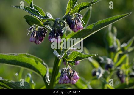 Symphytum officinale o comune comfrey presto al mattino con rugiada sui fiori viola e le foglie verdi Foto Stock