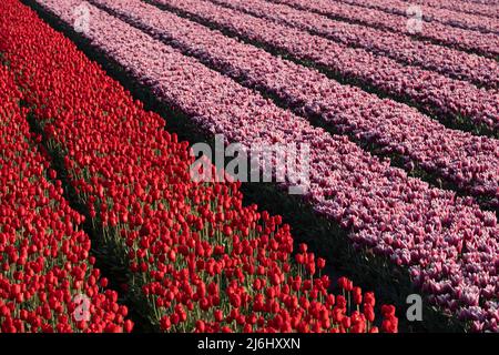 File oblique di tulipani rossi e rosa in un campo di tulipani in primavera a Flevoland nei Paesi Bassi Foto Stock