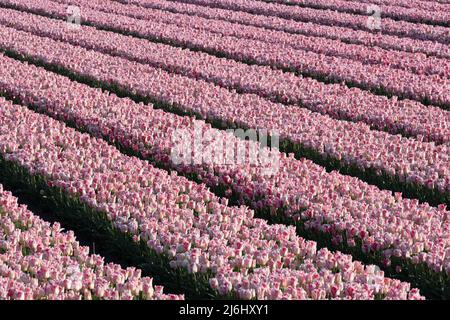 File oblique di tulipani bianchi rosa in un campo di tulipani in primavera a Flevoland nei Paesi Bassi Foto Stock