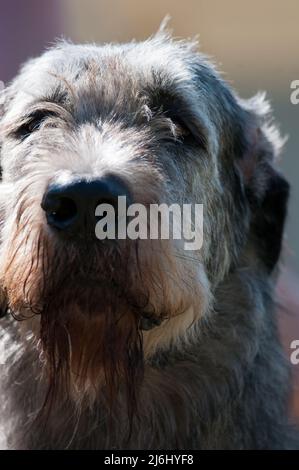 L'irlandese Wolfhound si avvicina di persona Foto Stock