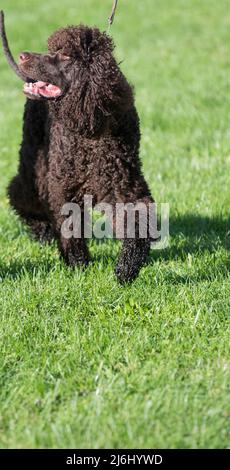 Irish Water Spaniel a piedi e guardando di lato Foto Stock