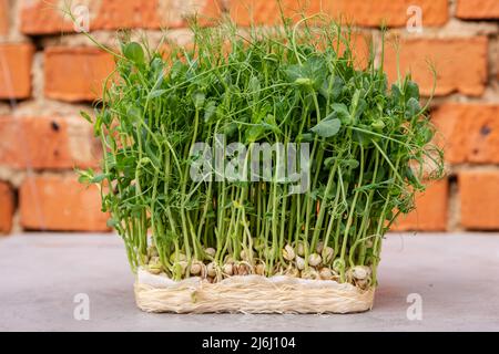 Germogliare i microgreens. Germinazione del seme a casa. Piselli germogliati. Foto Stock