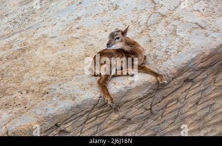 Ovis aries musimon, un ritratto di un piccolo moufflon ariete nello zoo d'Europa Foto Stock