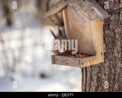 Lo scoiattolo grigio e soffice mangia le noci all'alimentatore di uccelli nel parco invernale. Cura degli animali in inverno o in autunno. Scoiattolo rosso eurasiatico, Sciurus vulgaris Foto Stock