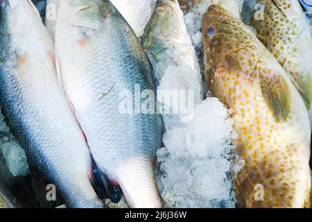 Pesce fresco di mare e pesce cernia vendere su ghiaccio omega cibo Foto Stock