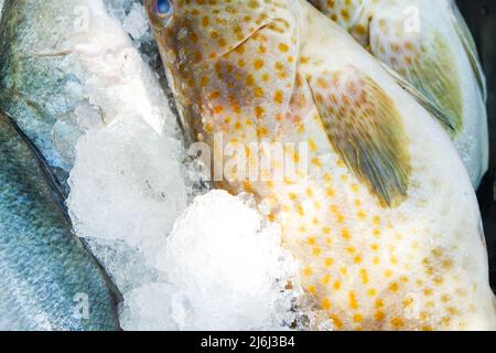 Pesce fresco di mare e pesce cernia vendere su ghiaccio omega cibo Foto Stock