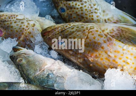 Pesce fresco di mare e pesce cernia vendere su ghiaccio omega cibo Foto Stock