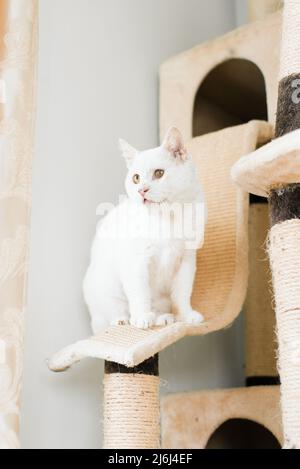 Un gatto bianco, che è stato salvato per strada, con un occhio doloroso, siede in casa sua grattando palo e guarda attentamente Foto Stock