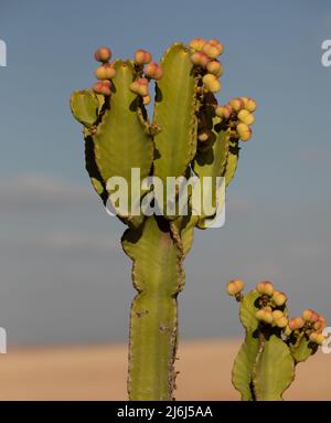 Immagini di Yves Saint Lauren Garden a Marrakesh Foto Stock