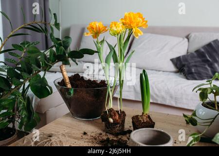 Il concetto di primavera trapiantando piante indoor in casa. Foto Stock