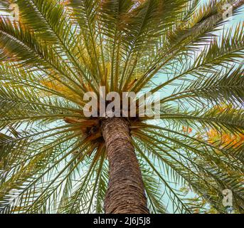Immagini di Yves Saint Lauren Garden a Marrakesh Foto Stock