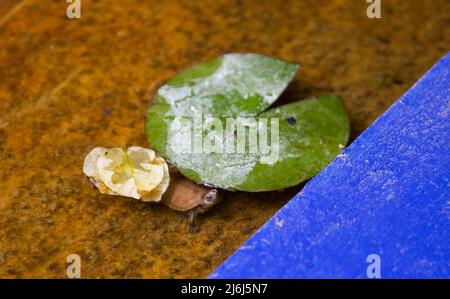 Immagini di Yves Saint Lauren Garden a Marrakesh Foto Stock