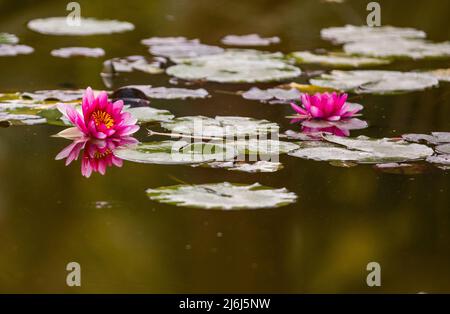 Immagini di Yves Saint Lauren Garden a Marrakesh Foto Stock