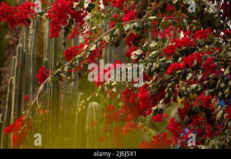 Immagini di Yves Saint Lauren Garden a Marrakesh Foto Stock