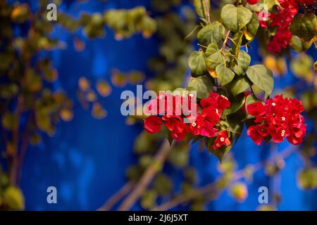Immagini di Yves Saint Lauren Garden a Marrakesh Foto Stock