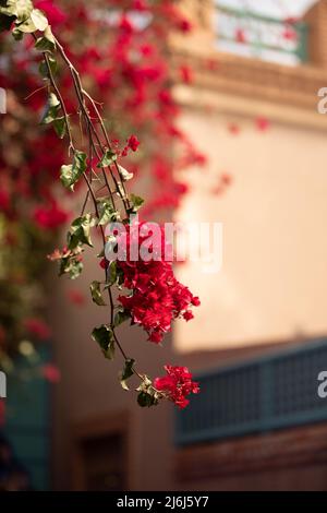 Immagini di Yves Saint Lauren Garden a Marrakesh Foto Stock