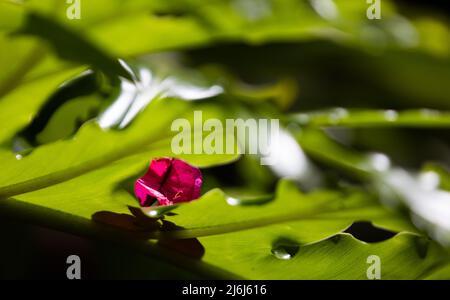Immagini di Yves Saint Lauren Garden a Marrakesh Foto Stock