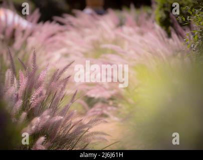 Immagini di Yves Saint Lauren Garden a Marrakesh Foto Stock