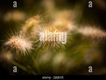 Immagini di Yves Saint Lauren Garden a Marrakesh Foto Stock