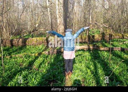 Aglio selvatico, Allium ursinum foglie verdi che crescono nella foresta in primavera, bambino che cammina tra le piante in primavera in Estonia. Foto Stock