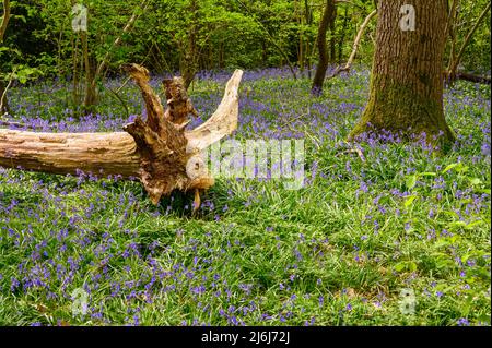 Un albero caduto è lasciato a marcire sulla terra fra le bluebells in un bosco alla periferia di Billingshurst nel Sussex occidentale, Inghilterra. Foto Stock