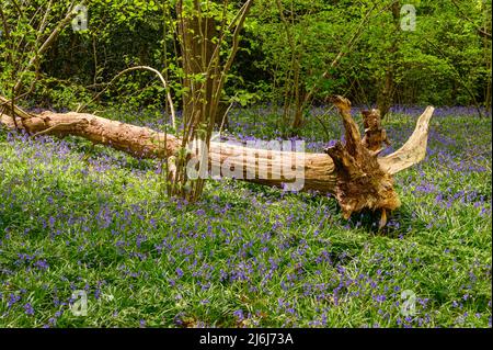 Un albero caduto è lasciato a marcire sulla terra fra le bluebells in un bosco alla periferia di Billingshurst nel Sussex occidentale, Inghilterra. Foto Stock