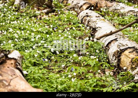 Fiori bianchi o Hepatica Nobilis che fioriscono intorno tronchi di legno nella foresta Foto Stock