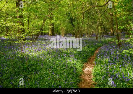 Un sentiero pubblico conduce attraverso boschi coppiced con bluebells che coprono il terreno alla periferia di Billingshurst nel Sussex occidentale, Inghilterra. Foto Stock