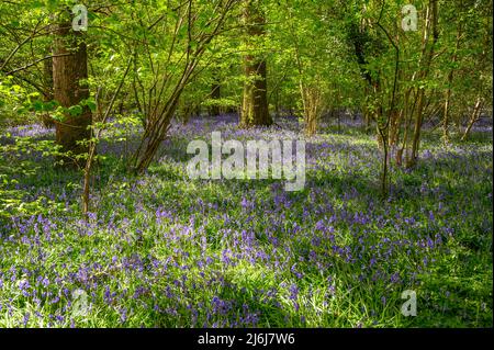 La luce del sole splende su alberi e bluebells che coprono il pavimento della foresta in un bosco alla periferia di Billingshurst nel Sussex occidentale, Inghilterra. Foto Stock