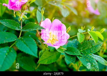 Morbido fresco selvaggio rosa chiaro cane-rosa (briar, brier, eglantine, canker-rose) fiore su sfondo verde chiaro foglie nel giardino in primavera su un soleggiato Foto Stock