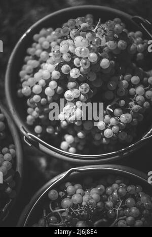 Secchio di uve durante la raccolta in vigna. Uva di vite nel secchio alla stagione di raccolto, Ungheria Foto Stock