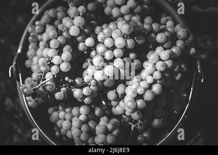 Secchio di uve durante la raccolta in vigna. Uva di vite nel secchio alla stagione di raccolto, Ungheria Foto Stock