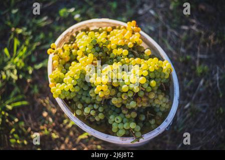 Secchio di uve durante la raccolta in vigna. Uva di vite nel secchio alla stagione di raccolto, Ungheria Foto Stock