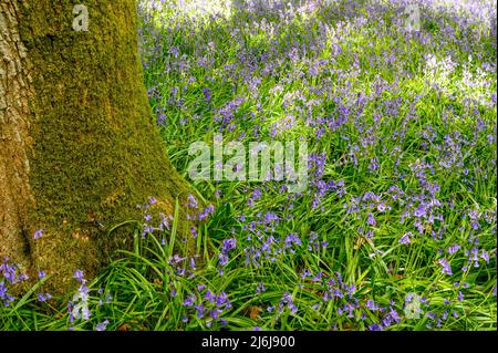 La base di un albero maturo circondato da bluebells in un bosco alla periferia di Billingshurst nel Sussex occidentale, Inghilterra. Foto Stock