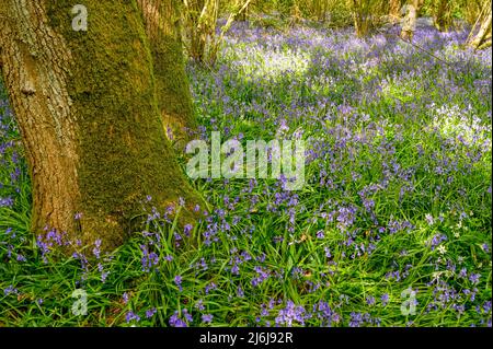 La base di un albero maturo circondato da bluebells in un bosco alla periferia di Billingshurst nel Sussex occidentale, Inghilterra. Foto Stock
