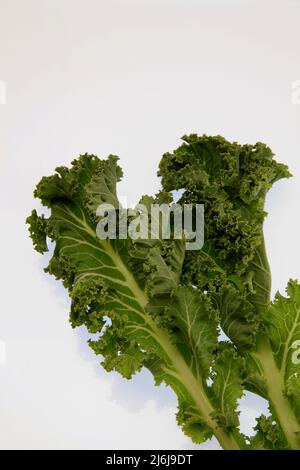 Curly Kale su sfondo bianco Maggio 2022 Foto Stock