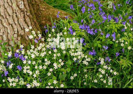 Bluebells e fiori bianchi di flox che crescono sul terreno intorno alla base di un albero maturo in bosco vicino a Billingshurst nel Sussex occidentale, Inghilterra. Foto Stock