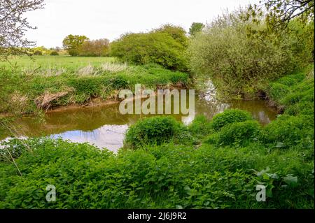 Uno stretto fiume Arun si snoda attraverso terreni agricoli e vegetazione lussureggiante fuori Billingshurst nel Sussex occidentale, Inghilterra. Foto Stock