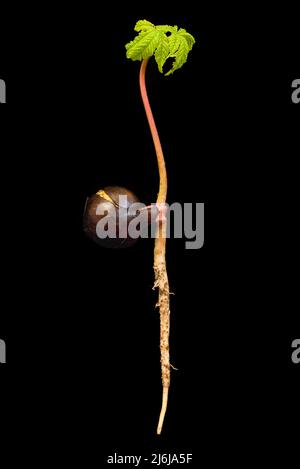 Semina di un albero di castagno o di bukeye (Aesculus hippocastanum) che mostra una radice e lascia germogliare dal grande seme di conker. Isolato contro Foto Stock